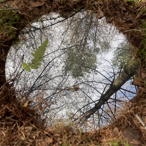 mirror on ground of forest with reflection of trees and sky